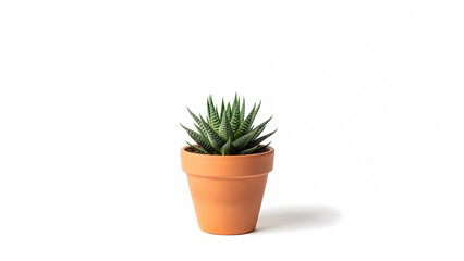 Obraz premium Cactus plant growing in a pot isolated on a white background