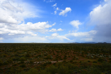Landscape Sonoran Desert Arizona