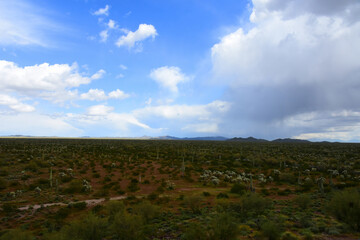 Landscape Sonoran Desert Arizona