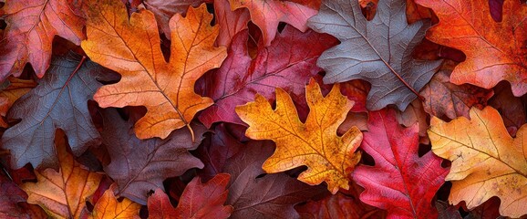 Autumn oak leaves ground cover, fall season