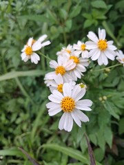 Obraz premium White Wildflower with Yellow Center in Green Meadow