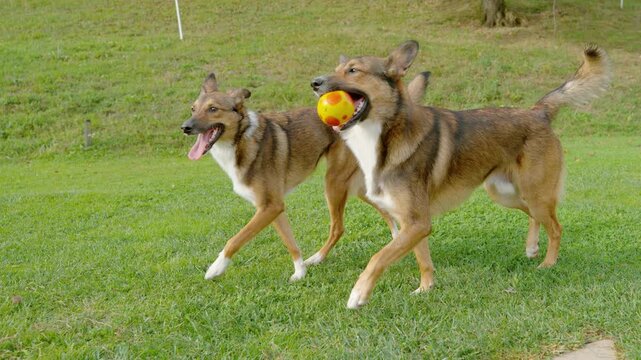 SLOW MOTION: Two happy dogs walk along vibrant green lawn, one carrying a bright yellow ball in its mouth. Joyful furry brother and sister convey the excitement of outdoor play and companionship.
