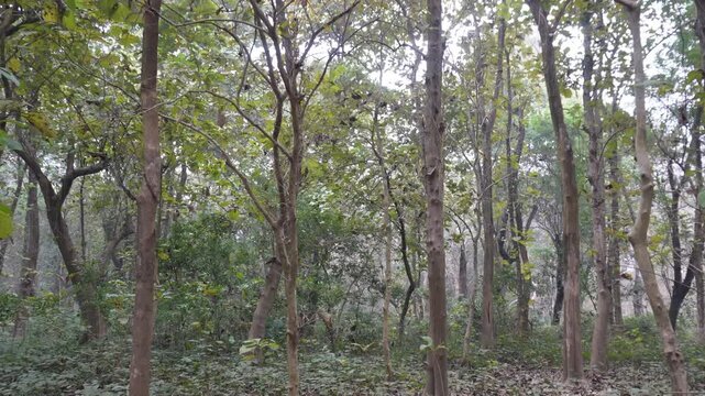 sal trees with tall trunks and leafy canopies in a misty forest