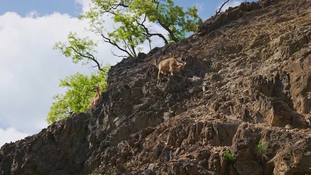 Barbary sheep climbing a steep rocky cliff.