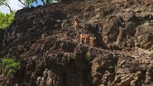 Barbary sheep climbing a steep rocky cliff.