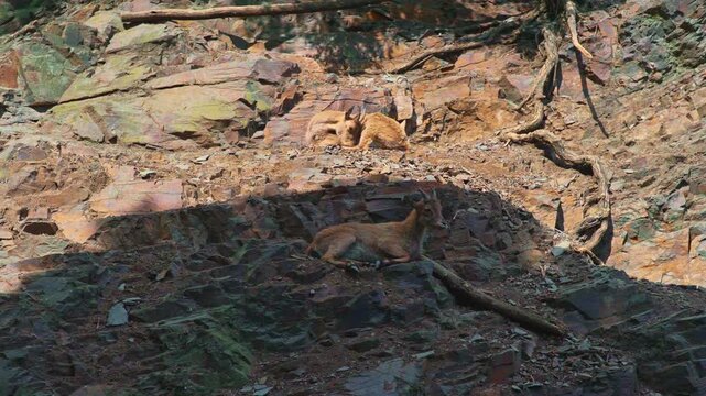 Barbary sheep climbing a steep rocky cliff.