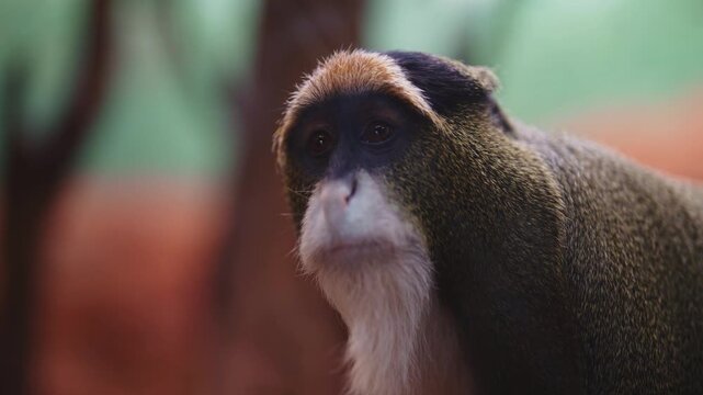 De Brazza's monkey in the zoo.
