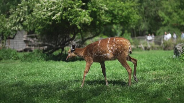 Sitatunga antelopes in their natural green habitat.