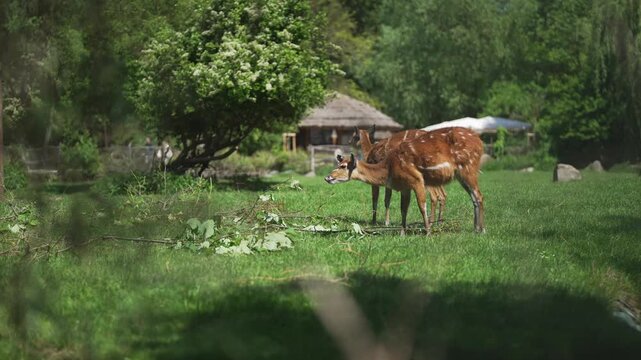 Sitatunga antelopes in their natural green habitat.