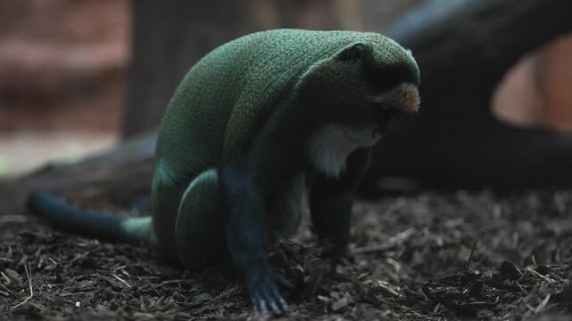 De Brazza's monkey in the zoo.