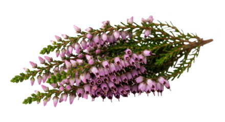 Pink heather flowers and green foliage on black background pink flowers small flowers