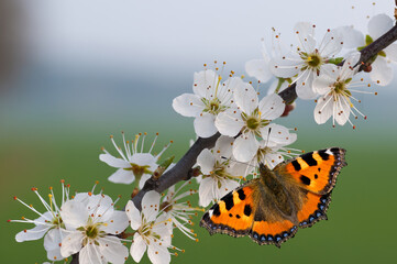 kleiner Fuchs an Schwarzdornbl&uuml;ten