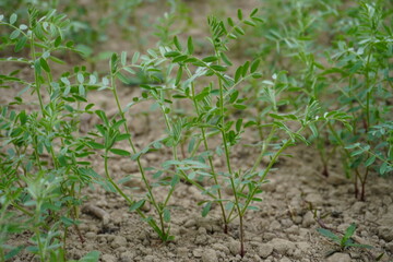Young green lentil seedlings growing in soil field