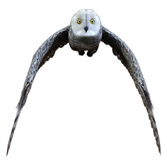3D Rendering Snow Owl on White