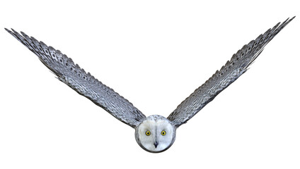 3D Rendering Snow Owl on White