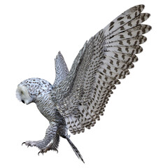 3D Rendering Snow Owl on White