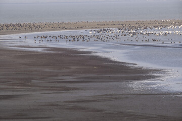 World Migratory Bird Day