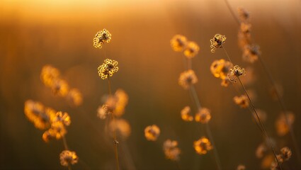 Golden sunset over field with blooming flowers and soft focus