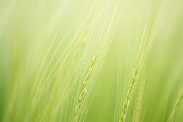 Vibrant green wheat field with golden light shining through