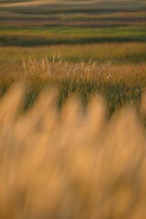 Golden wheat field swaying gently in the breeze at sunset