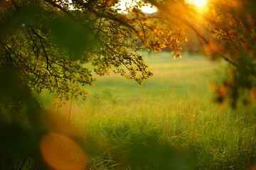 Golden sunset over serene green meadow with tree branches