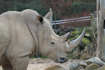 White rhinoceros