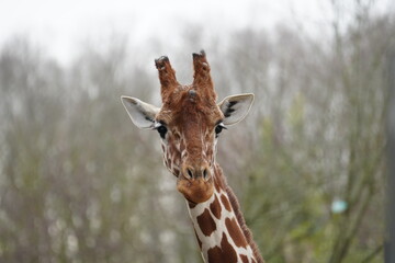 Reticulated Giraffe