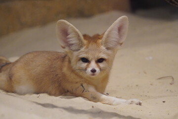 Fennec fox