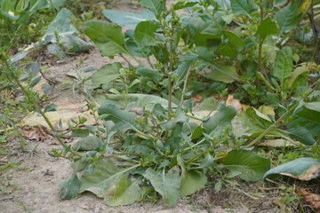 Cluster of Green Leafy Spinach Plants in Sandy Field Soil