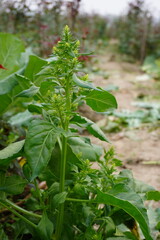 Cilantro Coriander Flowering Stalk in Field Crop