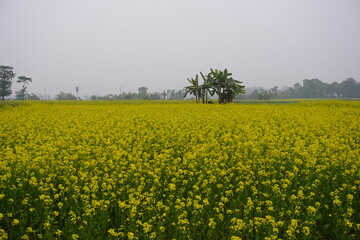 Obraz premium Blooming Yellow Mustard Field with Banana Trees in Rural Landscape