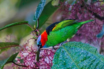 A brightly colored bird is eating the small pink fruits of a bush.