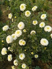 Close up shot of white Marigold Daizy Bijlee flower.