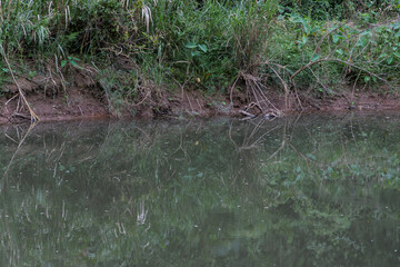 calm river with lush vegetation in khao yai thailand serene landscape © night87