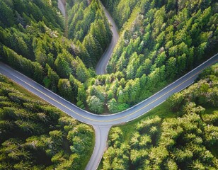 abstract aerial forest landscape bright geometric paths carving through dark green evergreen trees