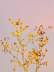 Golden dried plants against soft pastel pink sky