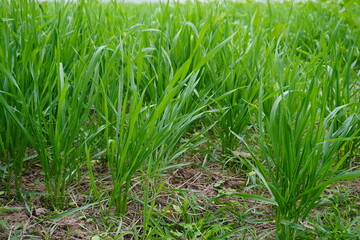 Fototapeta premium Young Green Rice Seedlings Thriving in Paddy Field Soil