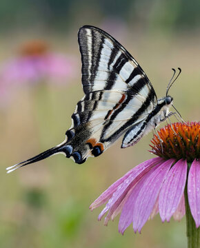 Close-up of a graceful Zebra Swallowtail butterfly (Eurytides marcellus) perched on a vibrant purple coneflower, sipping nectar in a natural meadow setting. Its striking black-and-white striped wings.