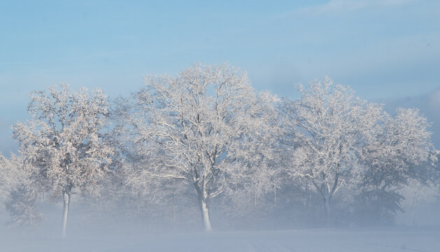 Schneebedeckte B&auml;ume im Nebel und in der Sonne in Luhdorf 