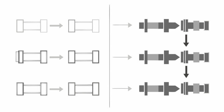 Diagram illustrating the process of chromosome segregation and cell division stages