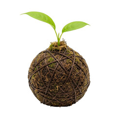 Obraz premium Small plant growing in moss ball isolated on transparent background