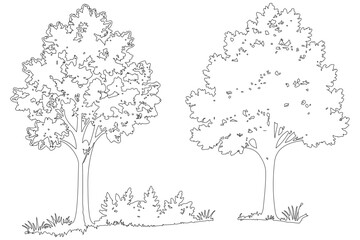 Detailed black and white outline drawing illustrating two large deciduous trees with dense foliage and surrounding undergrowth, isolated against a pure white background in a minimalist vector style.