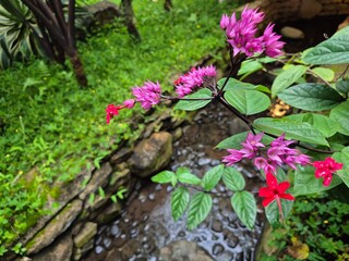Clerodendrum thomsoniae flower with red and purple petals in bloom, exotic tropical vine showcasing vivid contrast and beauty