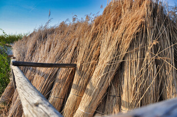 Oświetlona słońcem sterta suszącej się trzciny (materiału budowlanego do tradycyjnych dachów) opiera się o zniszczony przez warunki atmosferyczne drewniany płot na polu. © Pol Badger