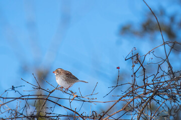 Adult White Throated Sparrow Eating Berries on a Winter Day