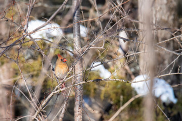 Female Cardinal Perched on a Branch in a Forest