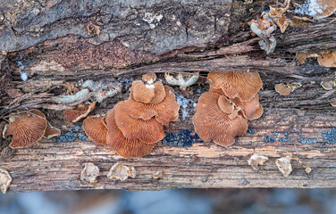 Panellus Stripticus Mushrooms on an Old Oak Log