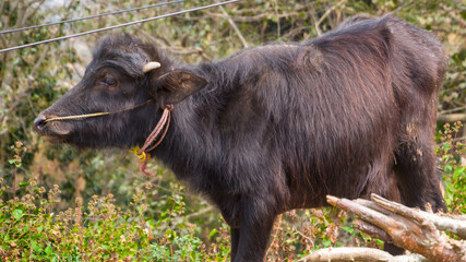 A black buffalo standing on a grassy pasture surrounded by lush vegetation, showing its strong body and calm presence in a natural environment (Bubalus bubalis). © agrope