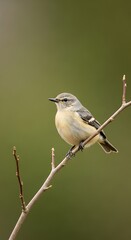 Verdin Bird Perched on a Branch in Natural Habitat.