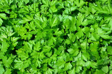 a background of Lush Green Parsley Leaves Growing in a Garden
